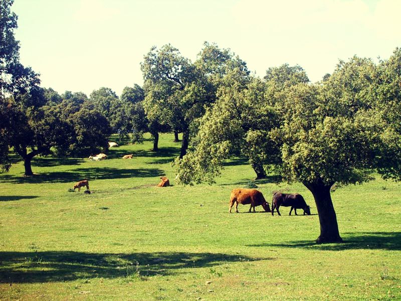 Imágenes de El corazón de la Sierra Norte de Sevilla